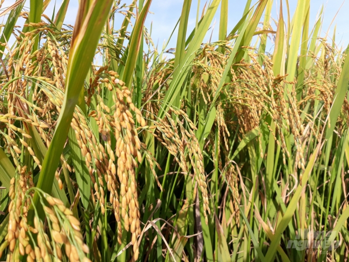 Cánh đồng lúa ở các địa phương sạch bệnh nên cho năng suất cao. Ảnh: Mai Chiến.