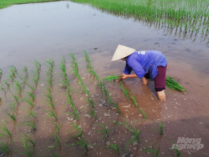 Năm 2018, nhiều địa phương trong tỉnh phải gieo lấy lại lúa mùa lần 2 do mưa bão. Ảnh: Mai Chiến.