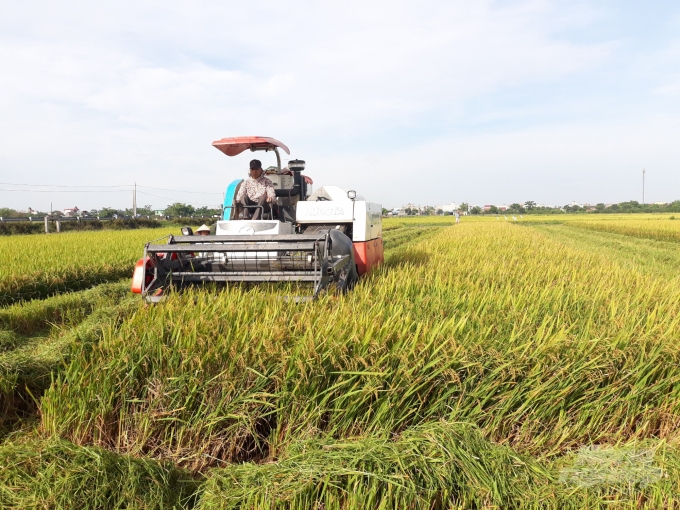 Nông dân Nam Định khẩn trương thu hoạch lúa xuân. Ảnh: Mai Chiến.