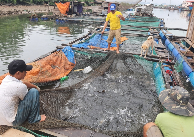 Người dân Cồn Sẻ đang hướng tới việc nuôi cá lồng theo chuỗi chất lượng cao để tăng thu nhập. Ảnh: T.Phùng.