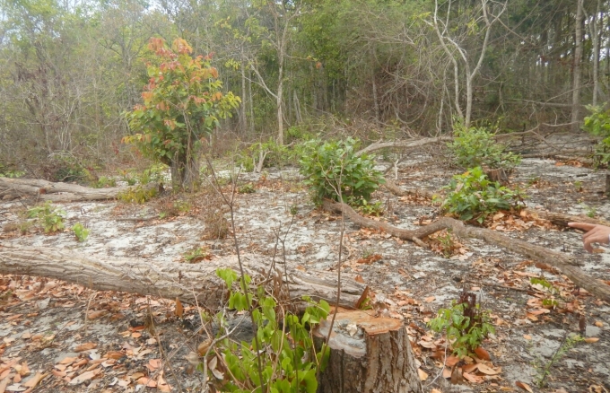 Cây rừng thuộc tiểu khu 302A, Khu bảo tồn thiên nhiên Tà Kóu bị các đối tượng đầu độc và triệt hạ. Ảnh: BT.