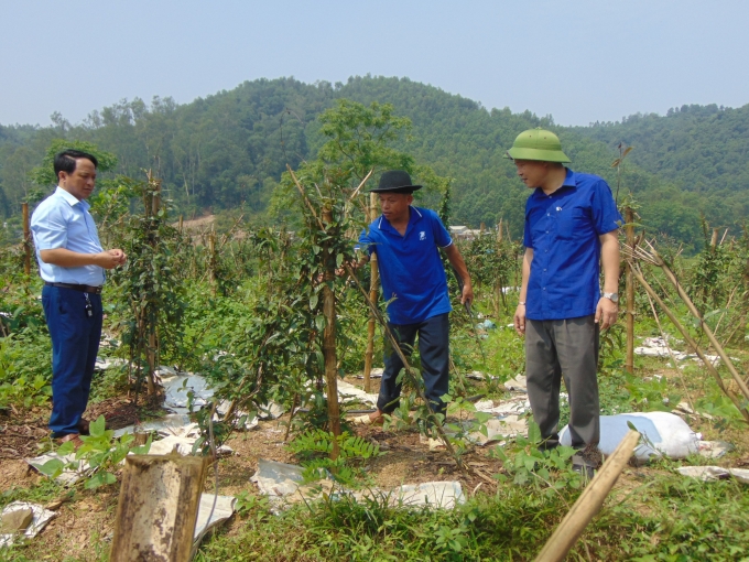 Đánh giá bước đầu cây ba kích phù hợp với chất đất và điều kiện khí hậu của địa phương, có triển vọng rất tốt. Ảnh: Kiều Hải.