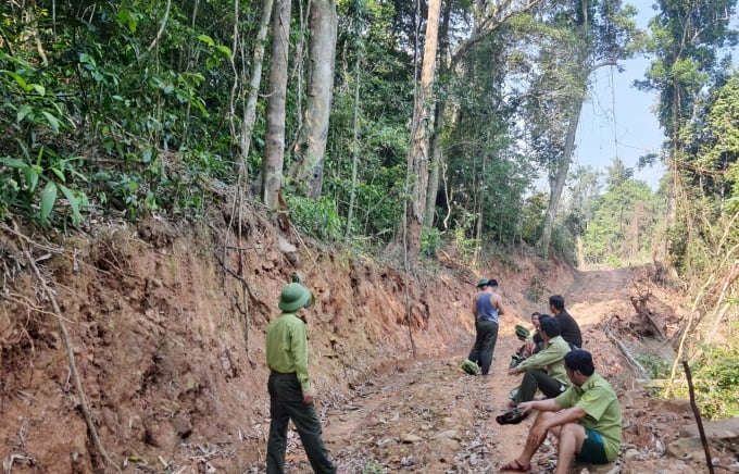 Con đường mở ra để phục vụ trồng rừng và khai thác rừng xuyên qua những vạt rừng già Trường Sơn. Ảnh: T.Phùng.