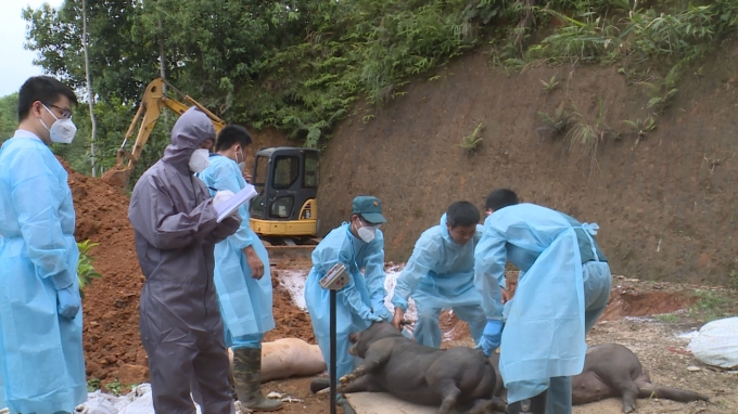 Tiêu huỷ lợn nhiễm bệnh dịch tả lợn Châu Phi tại Lào Cai. Ảnh: A.K