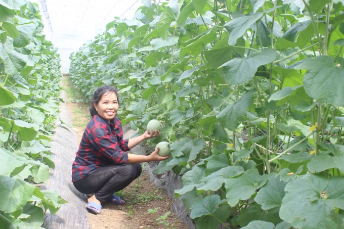 Chị Phan Thị Sen bảo vườn dưa lưới 1.000m2 của nhà chị sẽ cho thu lãi 95 triệu đồng/ vụ trồng. Ảnh: Hồ Quang.