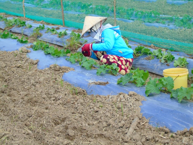 Chuyển đổi những diện tích cây trồng sử dụng nhiều nước, ở những vùng thiếu nước tưới sang những cây trồng dùng ít nước là chủ trương lớn của tỉnh Ninh Thuận.