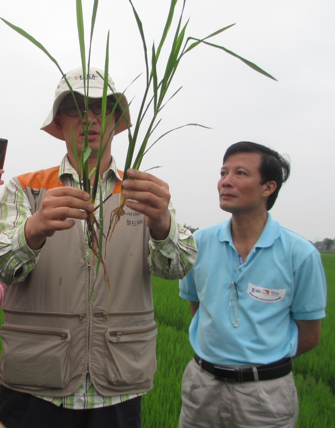 Chuyên gia Nhật bản hướng dẫn canh tác trên vùng nguyên liệu sản xuất gạo của DalatFoodie. Ảnh: dalatfoodie.com.