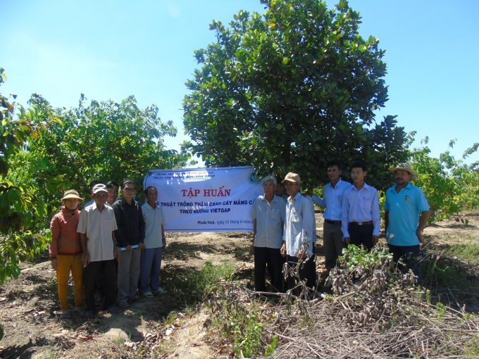 Trung tâm Khuyến nông Ninh Thuận tổ chức tập huấn trồng cây ăn quả tại hiện trường.
