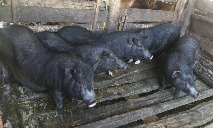 Lợn đen bản địa dễ nuôi, thịt thơm ngon, dễ bán. Ảnh: Kông Hải.