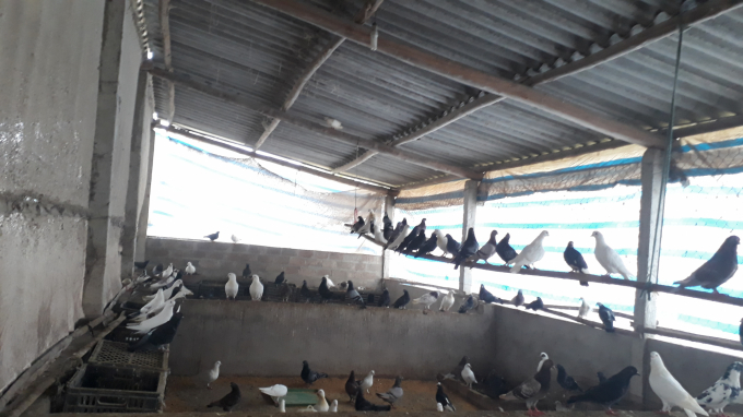 Cách làm chuồng nuôi chim bồ câu sinh sản dạng quần thể