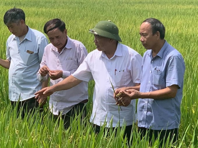 Tham quan đánh giá đầu bờ sản xuất giống lúa Nếp Hương tại Hà Tĩnh vụ xuân 2020.