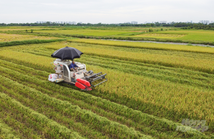 Nông dân huyện Thanh Trì, Hà Nội thu hoạch lúa vụ xuân. Ảnh: Tùng Đinh.