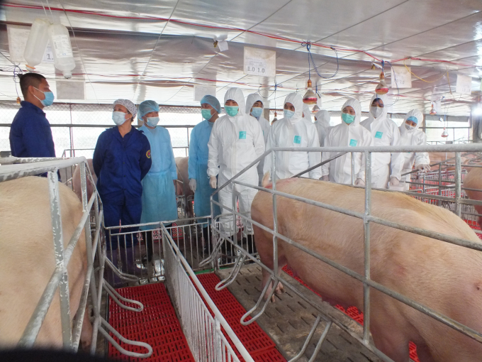 Bên cạnh tăng cường nhập khẩu thịt lợn, tái đàn lợn vẫn đang là giải pháp căn cơ đang được Bộ NN-PTNT quyết liệt triển khai. Trong ảnh: Lãnh đạo Bộ NN-PTNT kiểm tra công tác tái đàn lợn tại Phú Thọ. Ảnh: Lê Bền.