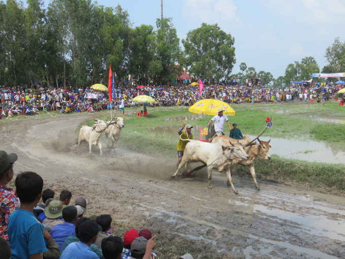 Lễ hội Đua bò Bảy Núi chính thức tổ chức từ năm 1992. Ảnh: Trịnh Bửu Hoài.