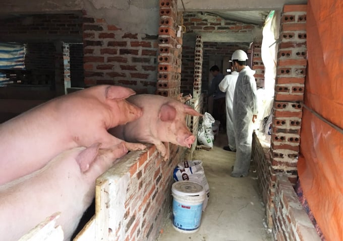 Chi cục Chăn nuôi - Thú y tỉnh Quảng Ninh kiểm tra công tác tái đàn tại trang trại các địa phương trong tỉnh. Ảnh: Anh Thắng.