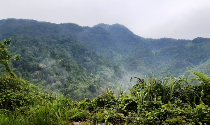 Tỉnh Thừa Thiên- Huế cho rằng rừng tự nhiên ở địa phương bị giảm chủ yếu do sai khác dữ liệu kiểm kê với thực tế. Ảnh: Tiến Thành.