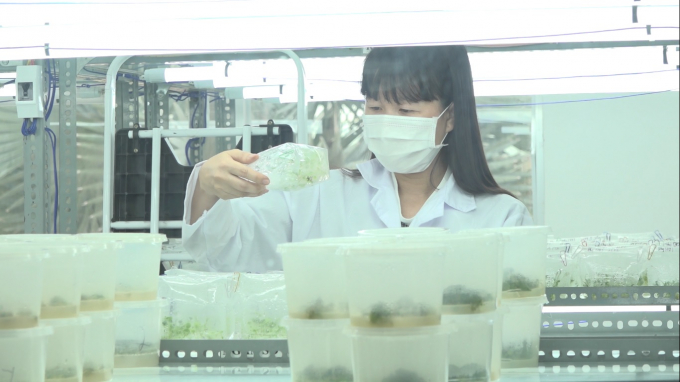 Kỹ sư Hương thường xuyên có mặt tại phòng nuôi cấy mô để nhân giống hoa mới.