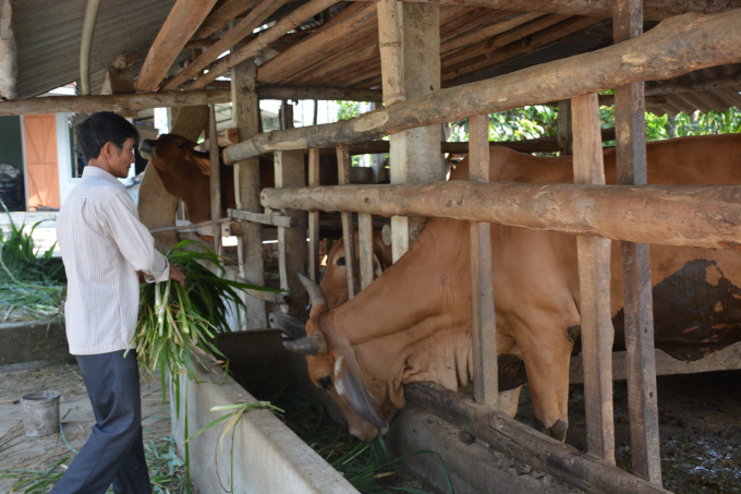 Nông dân Sơn Tịnh phát triển mạnh đàn bò lai.