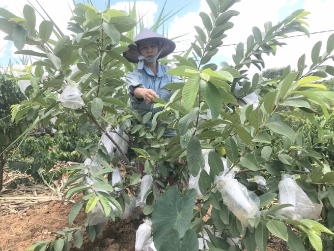Một cây ổi mỗi năm cho 20kg quả, hiện ổi có giá 10.000đ/kg, mỗi năm ông Nguyễn Văn Nghi (53 tuổi) ở thôn 2, xã Hà Mòn thu được từ 150.000đ – 200.000đ/cây ổi. Ảnh: Đình Thung.