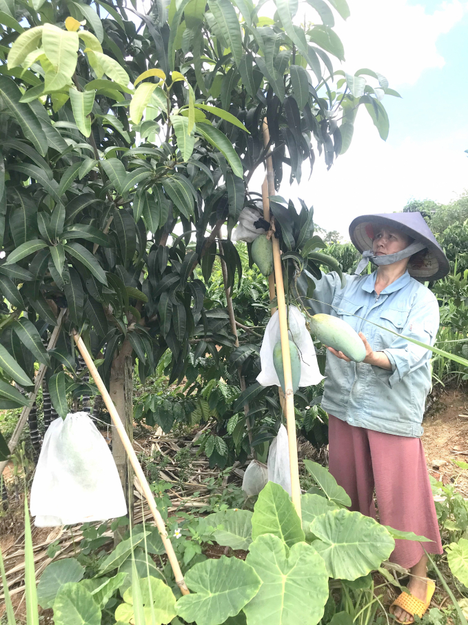 Xoài trồng che bóng trong vườn cà phê tái canh của ông Nguyễn Văn Nghi (53 tuổi) ở thôn 2, xã Hà Mòn (huyện Đăk Hà, Kon Tum), đã cho quả. Ảnh: Đình Thung.