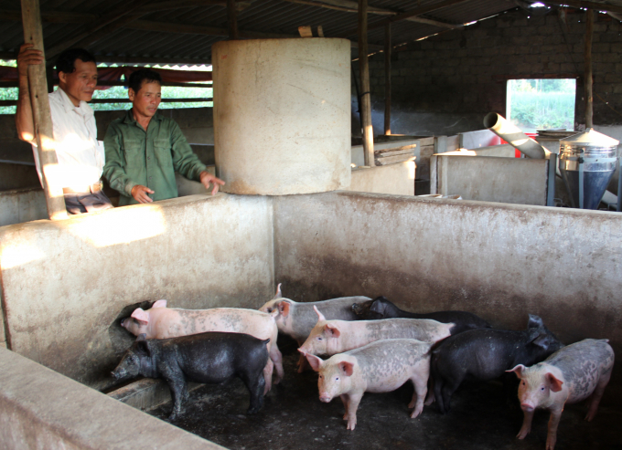 Chăn nuôi nông hộ còn chiếm phần lớn, đây là thách thức của Nghệ An trong việc phòng bệnh cũng như tái đàn. Ảnh: Việt Khánh.