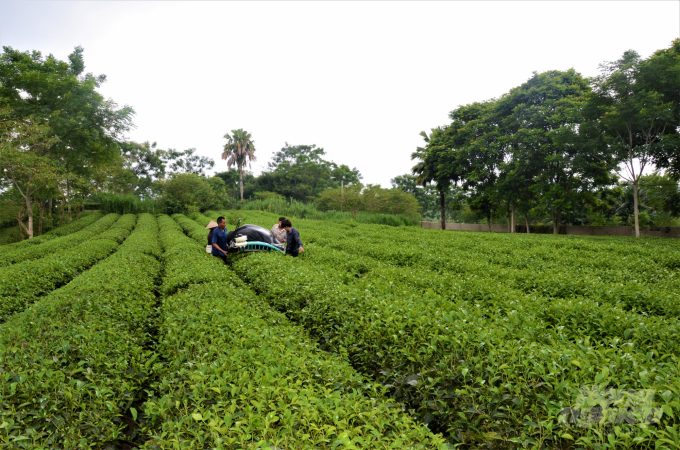Giai đoạn 2015 - 2020, giá trị sản xuất trồng trọt của tỉnh Tuyên Quang tăng bình quân 1,46%/năm. Ảnh: Đào Thanh.