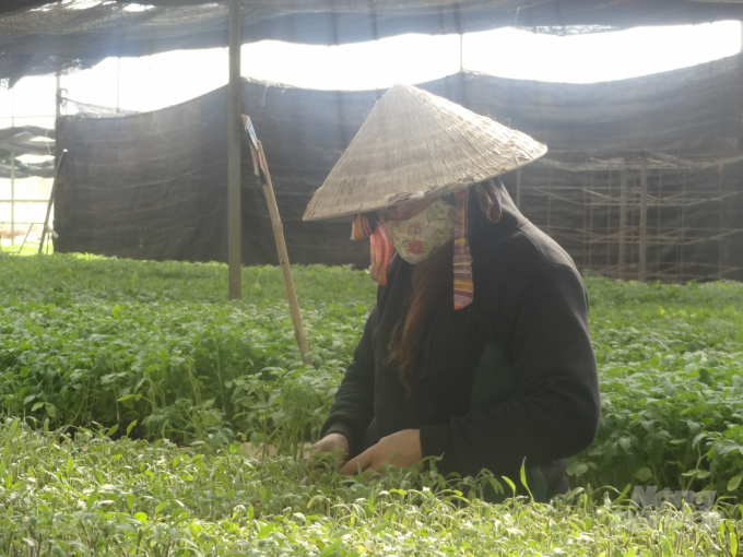 Mô hình, diện tích sử dụng thuốc bảo vệ thực vật sinh học sẽ tăng 3-5%. Ảnh: Sơn Trang.
