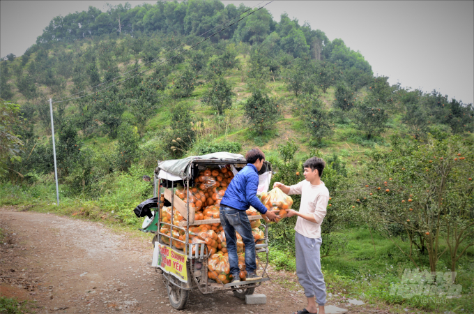Phát triển nông nghiệp tốt là thành tựu nổi bật trong nhiệm kỳ 2015 - 2020 mà tỉnh Tuyên Quang đã đạt được. Ảnh: Đào Thanh.