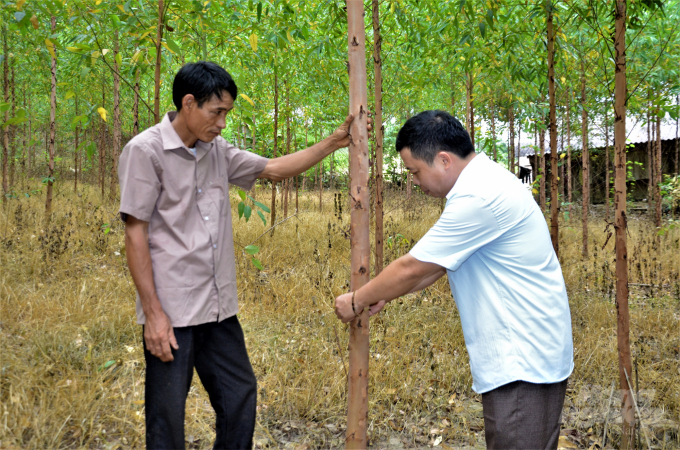 Sản lượng gỗ rừng trồng tại Tuyên Quang chiếm trên 25% sản lượng khai thác toàn vùng trung du miền núi phía Bắc. Ảnh: Đào Thanh.