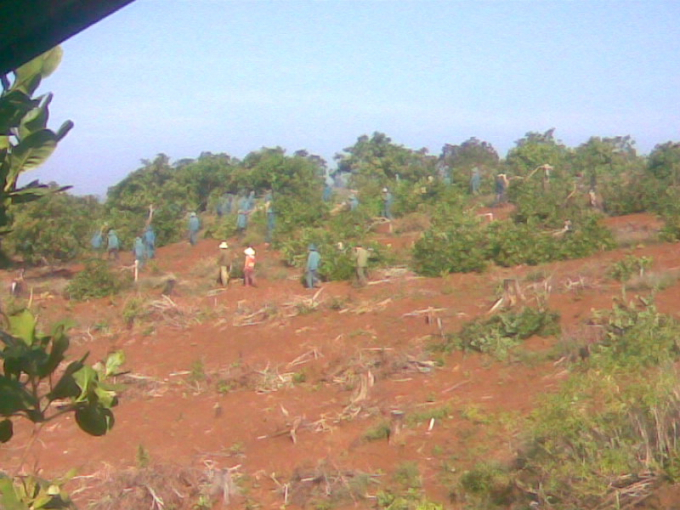 Cảnh cưỡng chế ở xã Phú Sơn, huyện Bù Đăng. Hàng ngàn cây điều bị hạ. Ảnh: Phúc Lập.