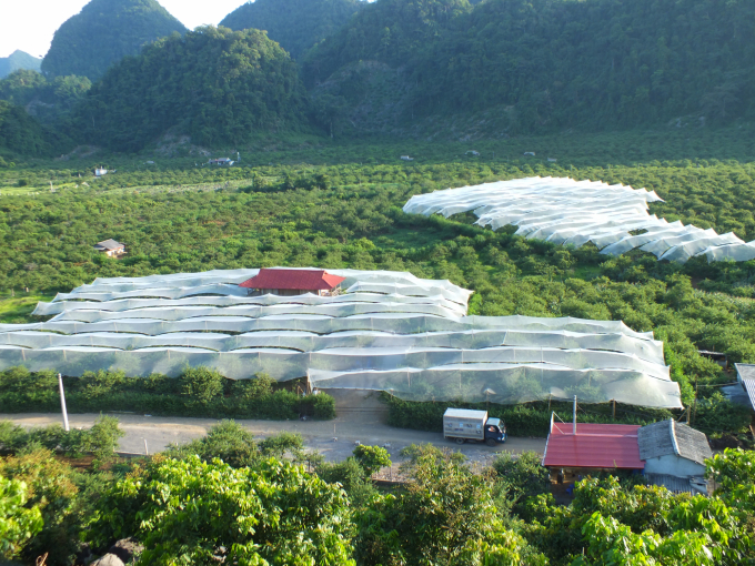 Những vườn mận được che lưới chống mưa đá ở Thung lũng mận Pa Khen. Ảnh: Lê Bền.