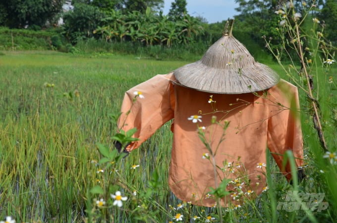 Con bù nhìn bị bỏ quên tại một thửa ruộng hoang chỉ toàn là lúa chét ở Phú Thọ. Ảnh: Dương Đình Tường.