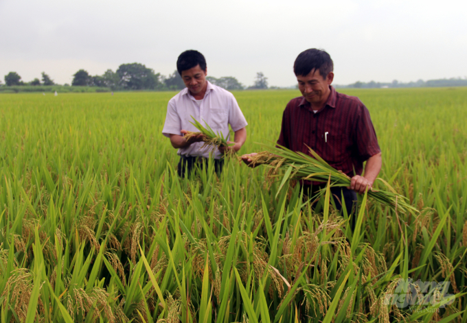 Dù giảm diện tích đất lúa nhưng nhờ làm tốt các mối liên kết, sản lượng cây lương thực có hạt luôn ổn định ở mức 1,6 triệu tấn/năm. Ảnh: Võ Dũng.