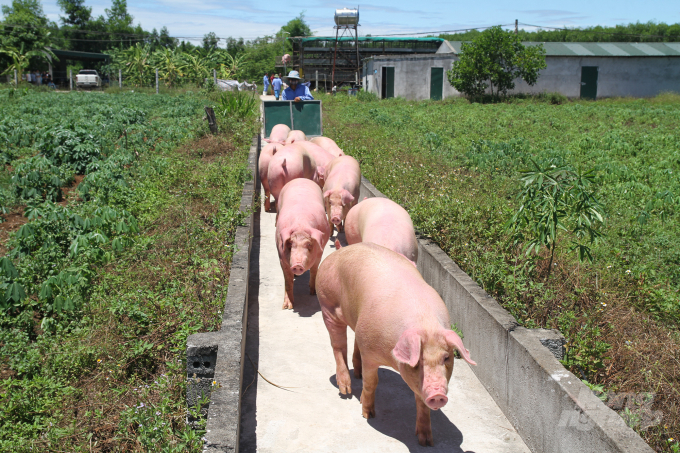 Lợn được vận chuyển về khu cách ly kiểm dịch của Công ty Thành Đô để kiểm tra, theo dõi. Ảnh: Việt Khánh.