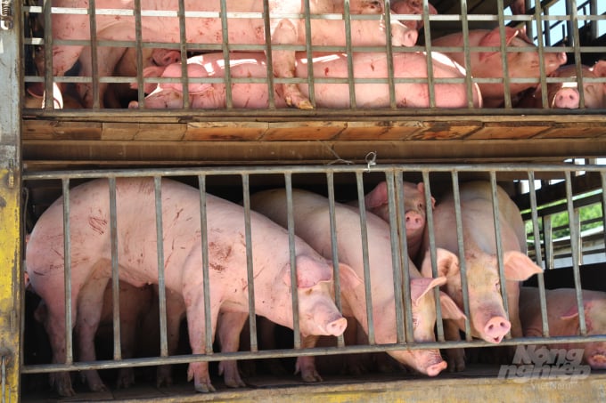 Nhập khẩu thịt lợn là giải pháp giảm giá thành trong nước. Ảnh: Việt Khánh.