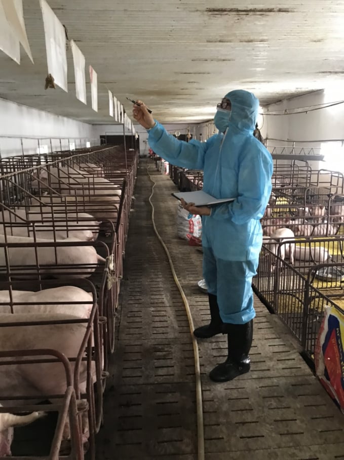 Đàn lợn được nuôi theo quy trình VietGAHP rất nghiêm ngặt.