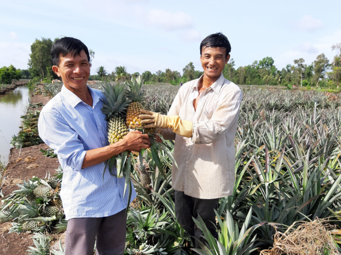 Giám đốc Hợp tác xã trồng khóm Thạnh Thắng, xã Hỏa Tiến (TP Vị Thanh), ông Lâm Trường Thọ (trái) phấn khởi cùng với nông dân trồng khóm Cầu Đúc.