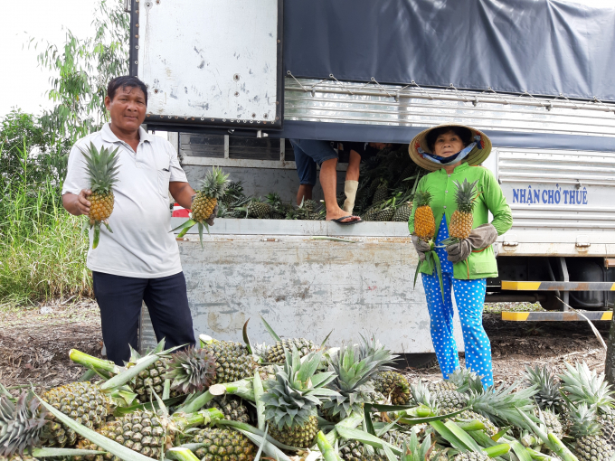 Niềm vui của bà Trần Thị Thảnh, ở ấp Thạnh Hòa 2, xã Hỏa Tiến (TP Vị Thanh), vì năm nay vụ thuận mà giá khóm ở mức cao.