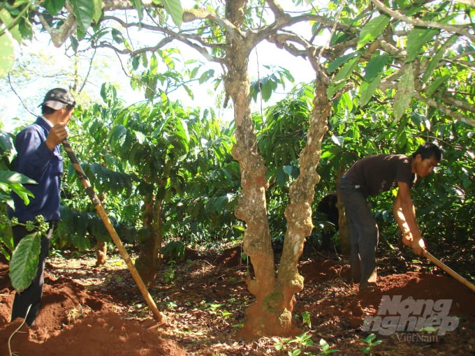 Cây và phê trong thời kỳ kiến thiết cơ bản hoặc các vườn cà phê trồng trên đất dốc nông dân phải đào rãnh để bón phân nhằm tránh thất thoát. Ảnh: Đăng Lâm.