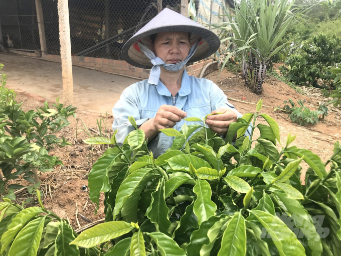 Dù đang mùa nắng nhưng vườn cà phê tái canh 20 tháng tuổi của ông Nguyễn Văn Nghi (53 tuổi) ở thôn 2, xã Hà Mòn (huyện Đăk Hà, Kon Tum) vẫn bắn đọt xanh mơn mởn. Ảnh: Đăng Lâm.