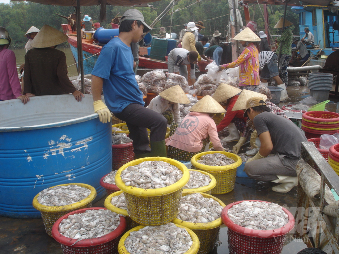 Thu mua hải sản ở một cảng cá. Ảnh: Sơn Trang.