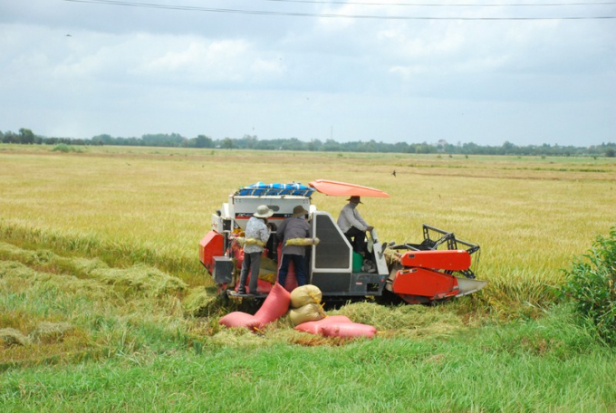 Nông dân Đồng Tháp thu hoạch lúa bằng máy liên hợp. Ảnh: Hồng Thủy. 
