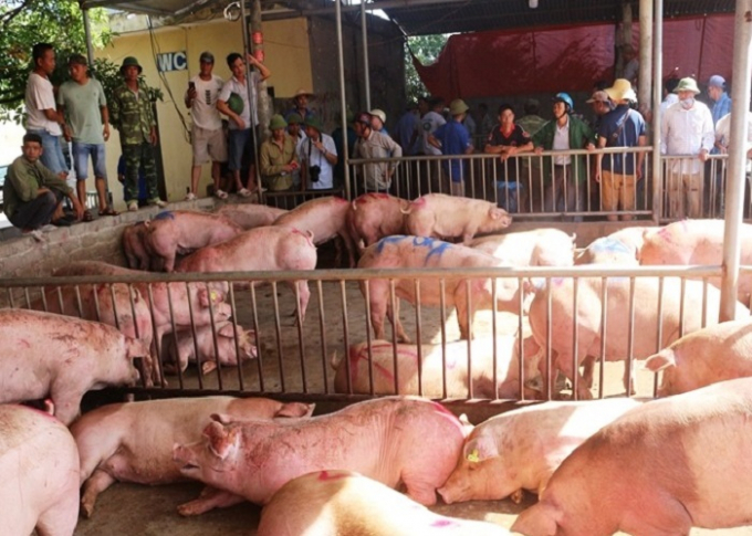 Lợn nhập từ Thái Lan được nhiều người săn mua.