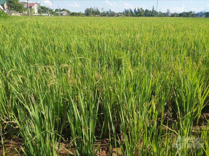 Lúa hè thu trên địa bàn Nghệ An đang đối diện với nguy cơ thiếu nước trầm trọng. Ảnh: Việt Khánh.