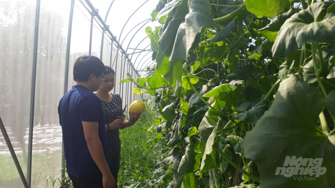 Mô hình trồng dưa trong nhà lưới của Trạm chuyển giao kỹ thuật và dịch vụ khuyến nông Thái Nguyên bước đầu mang lại hiệu quả. Ảnh: Kiều Hải.