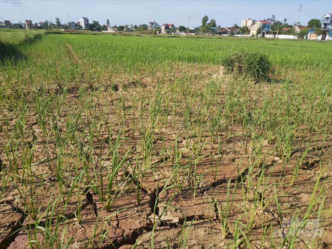 Nếu thời tiết không có chuyển biến dự kiến khoảng 8.000ha lúa toàn tỉnh sẽ đối diện hạn nặng. Ảnh: Việt Khánh.