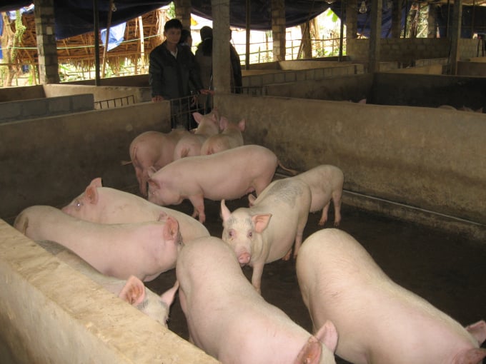 Việc khôi phục đàn lợn được ngành NN-PTNT tỉnh Hà Giang, các địa phương của tỉnh đẩy mạnh.
