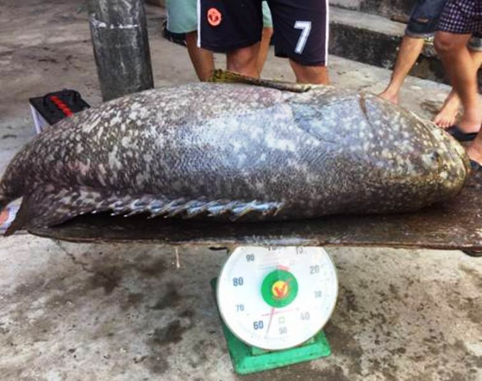 Con cá mú nghệ nặng 55kg vừa được Trung tâm Khởi nghiệp và Đổi mới sáng tạo - Đại học Huế thu hoạch ở phá Tam Giang, huyện Phú Lộc. Ảnh: A.K.