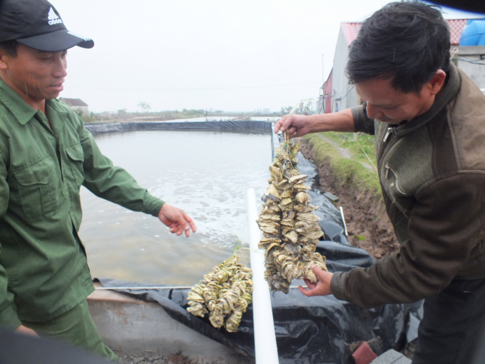 Sản xuất giống ngao tại một cơ sở ở Kim Sơn (Ninh Bình) do Viện Nghiên cứu Nuôi trồng Thủy sản 1 chuyển giao kỹ thuật. Ảnh: Lê Bền.