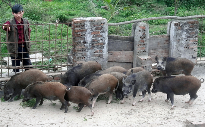 Thanh Hóa đã chi gần 489 tỷ đồng hỗ trợ trên 25,6 nghìn hộ, cơ sở chăn nuôi thiệt hại do dịch tả lợn châu Phi. Ảnh: Võ Dũng.